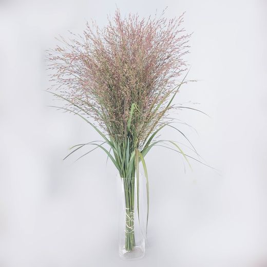 Ramo de Panicum Vir Heavy Metal 10 tallos