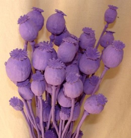 Papaver (Amapolas) natural seca.