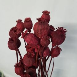 Papaver (Amapolas) natural seca.