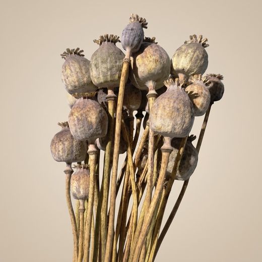 Papaver (amapolas) natural seca