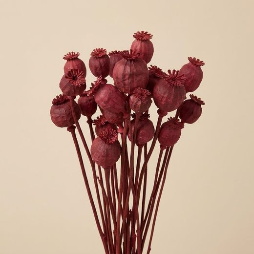 Pavot (Coquelicots) séchés naturellement.
