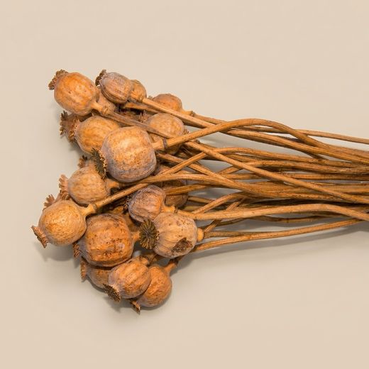 Pavot (Coquelicots) séchés naturellement.