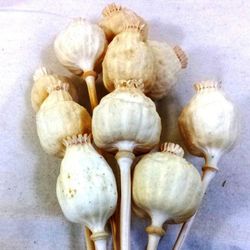 Papaver Gigante Natural Seco 10 tallos