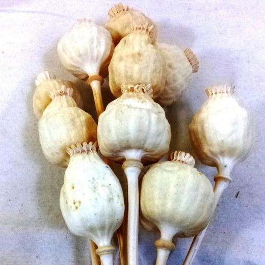 Papaver Gigante Natural Seco 10 tallos