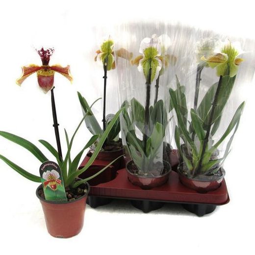 Paphiopedilum