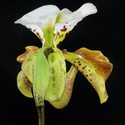 Paphiopedilum