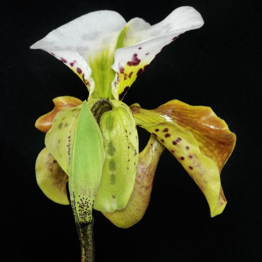 Paphiopedilum