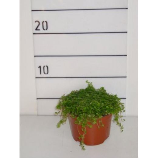 Parietaria Soleirolia Soleiroli Caja 15 uds.