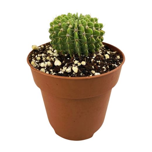 Parodia Buiningii