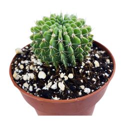 Parodia Buiningii