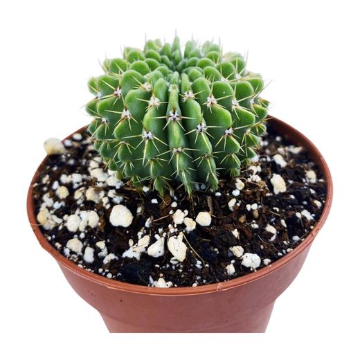 Parodia Buiningii