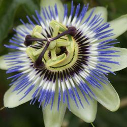 Passiflora Caerulea