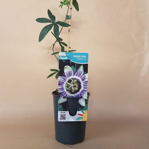 Passiflora Caerulea