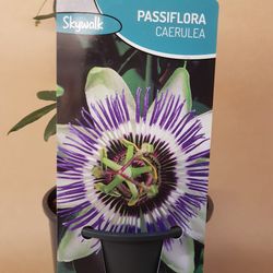 Passiflora Caerulea