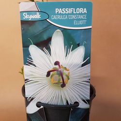 Passiflora Caerulea Constance Elliott