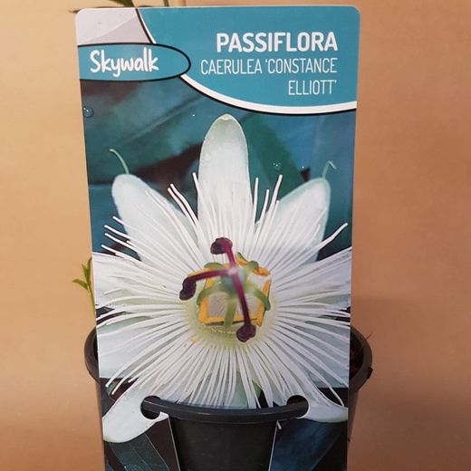 Passiflora Caerulea Constance Elliott