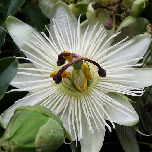 Passiflora Caerulea Constance Elliott