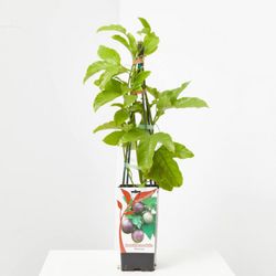 Passiflora Edulis Maracuya