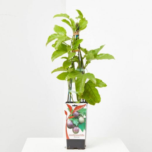 Passiflora Edulis Maracuya