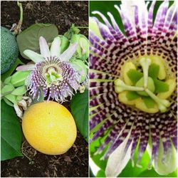 Passiflora Edulis Maracuya