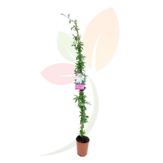 PASSIFLORA SNOW QUEEN® TUTOR