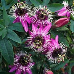 Passiflora Violacea