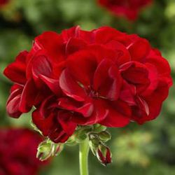 Pelargonium Calliope
