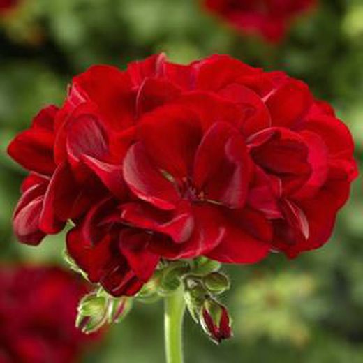 Pelargonium Calliope