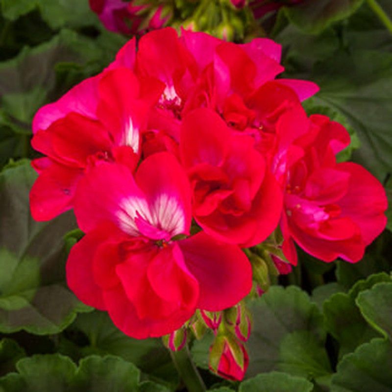 Pelargonium Calliope Col·lecció de Geranis Pelargonium — Flors Catalunya
