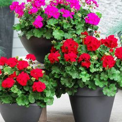 Pelargonium Calliope