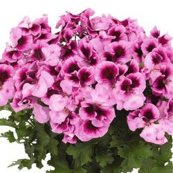 Pelargonium Regal Graziosa (6 mesos de floració)