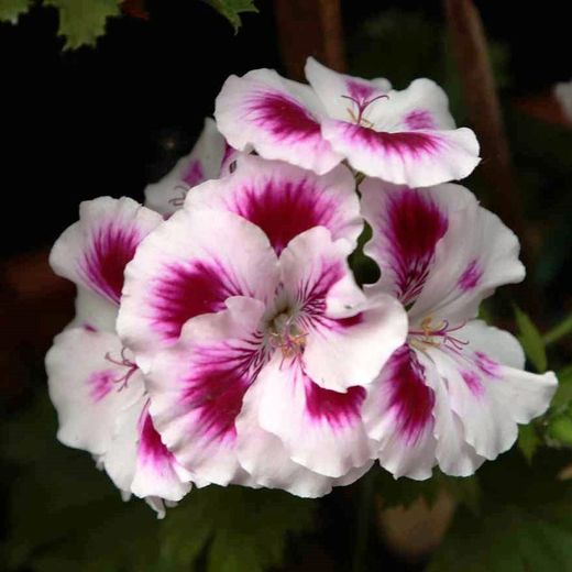 Pelargonium Regal Graziosa (6 mesos de floració)