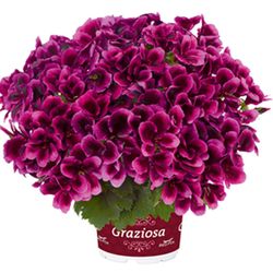 Pelargonium Regal Graziosa (6 mesos de floració)