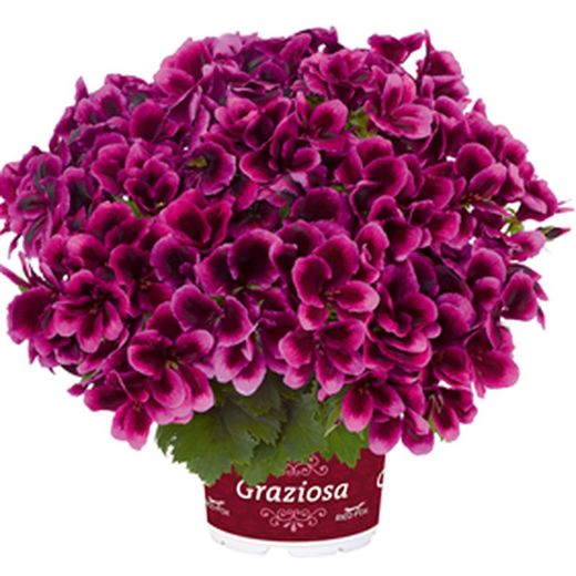 Pelargonium Regal Graziosa (6 mesos de floració)