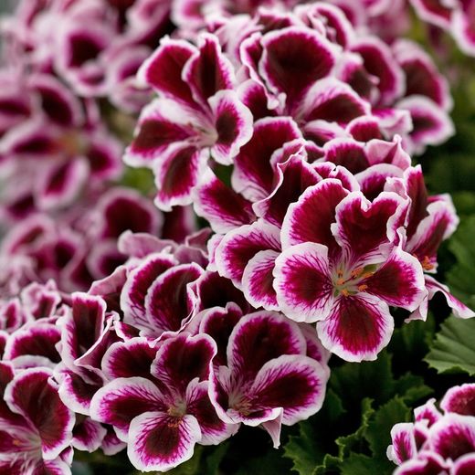 Pelargonium Regal Graziosa (6 mesos de floració)