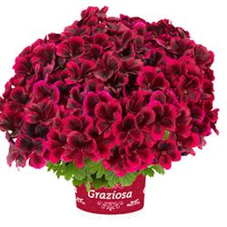 Pelargonium Regal Graziosa (6 mesos de floració)