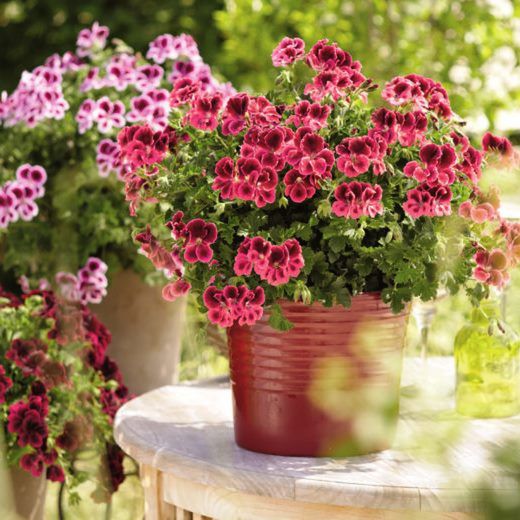 Pelargonium Regal Graziosa (6 meses de floración)