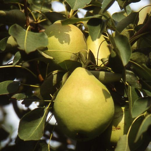 Perales Blanquilla de Aranjuez