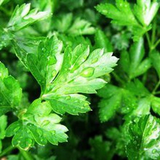 Perejil Bio