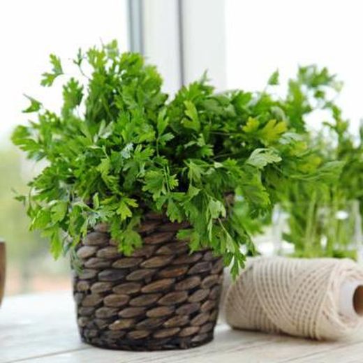 Perejil Bio