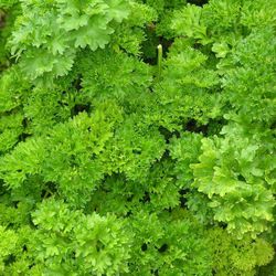 Julivert Arrissat Bio