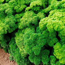 Julivert Arrissat Bio