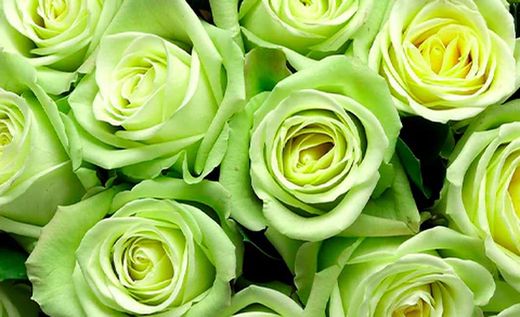 Pétalos de Rosas Naturales