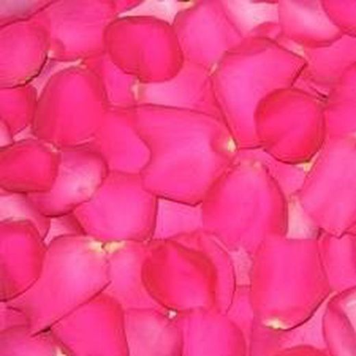 Pétalos de Rosas Naturales
