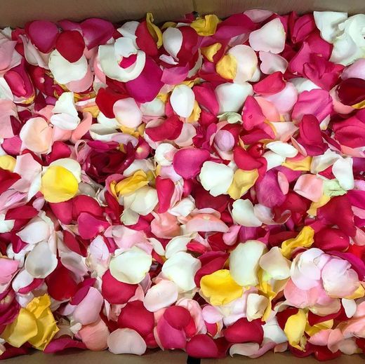 Pétalos de Rosas Preservadas