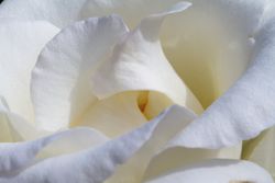 Pétalos de Rosas Preservadas