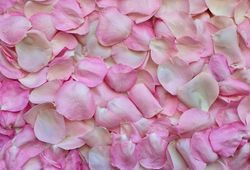 Pétalos de Rosas Preservadas