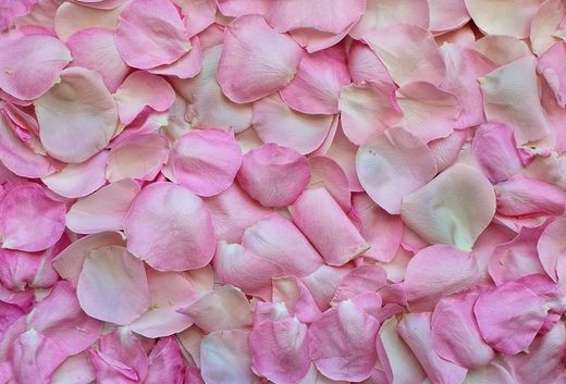 Pétalos de Rosas Preservadas