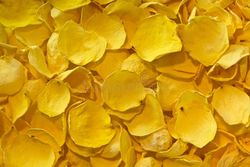 Pétalos de Rosas Preservadas