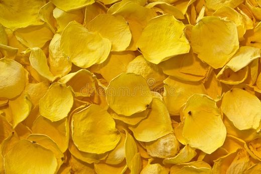 Pétalos de Rosas Preservadas